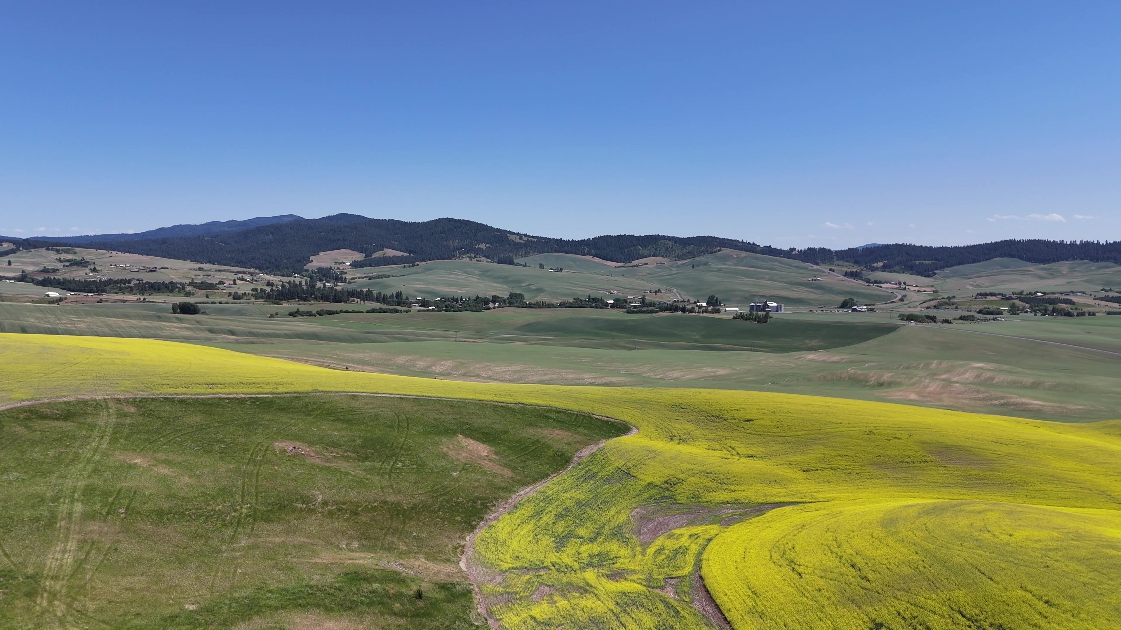 Canola and wheat on the Palouse