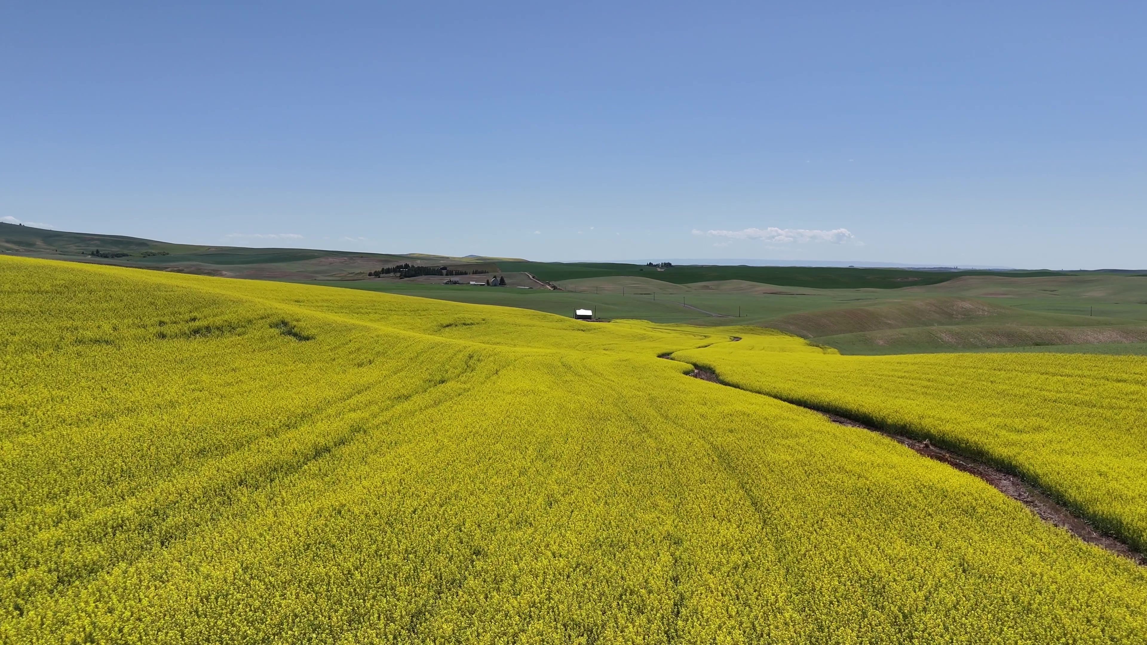 Canola on the Palouse